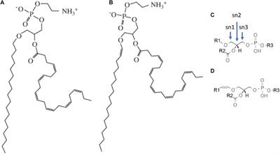 Potential Role of Plasmalogens in the Modulation of Biomembrane Morphology